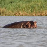 Ethiopia - Lago Chamo - Ippopotami - Hippos - 18